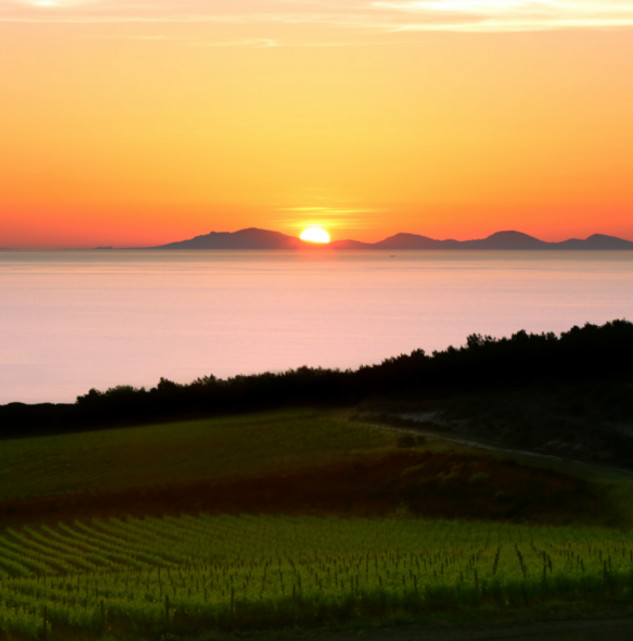I vini della Tenuta Asinara