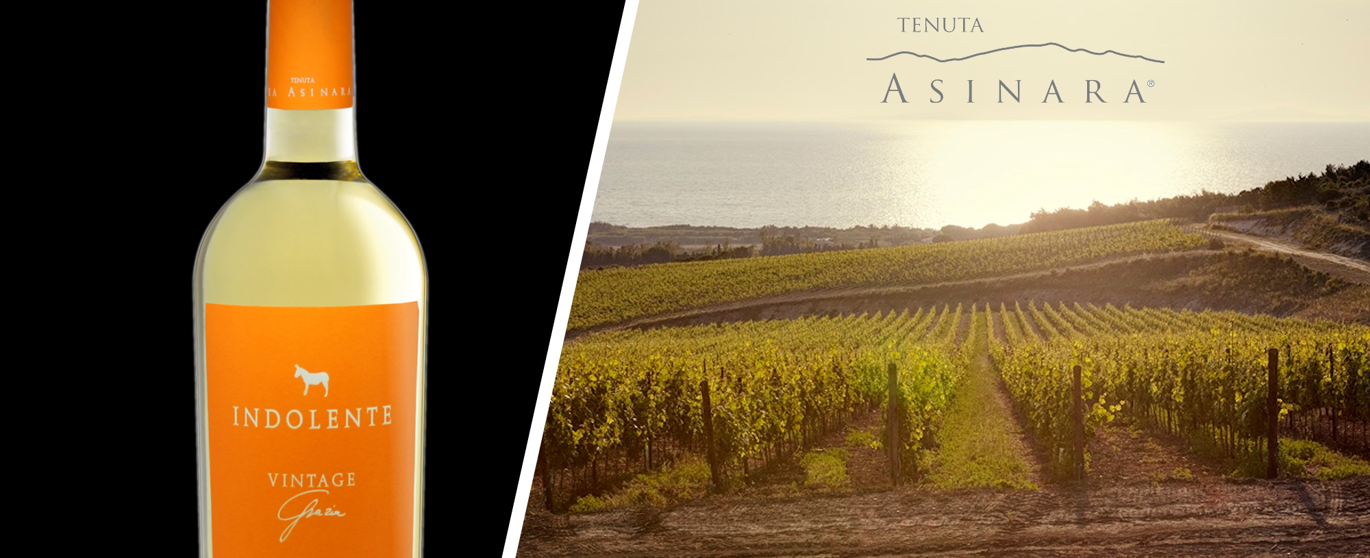 Vino Bianco Vermentino di Sardegna Indolente Vintage Grazia